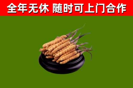 乌苏烟酒回收冬虫夏草.jpg